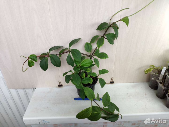 Укорененные растения 4