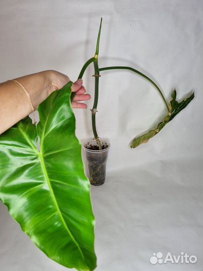 Комнатные домашние растения