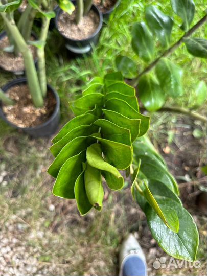 Цветы домашние в горшках