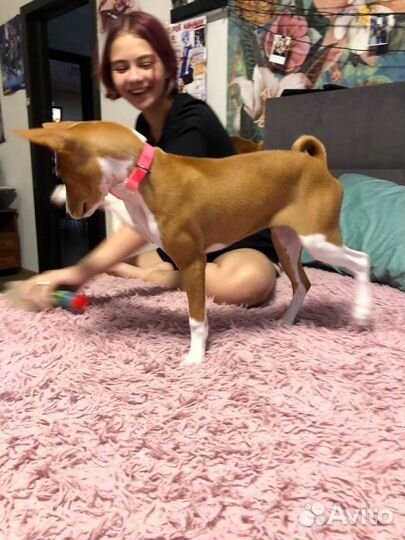 Передержка животных Район Сельхоз Института/юмр