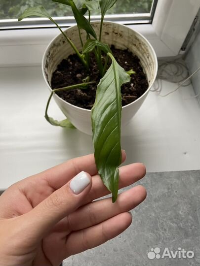 Комнатные цветы с горшком