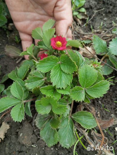 Клубника и земляника