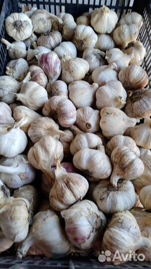 Чеснок