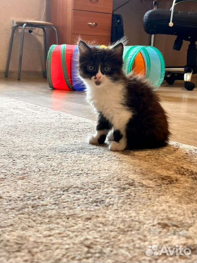 Котенок Принцесса