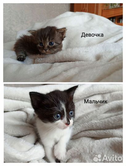 Котятки в добрые руки