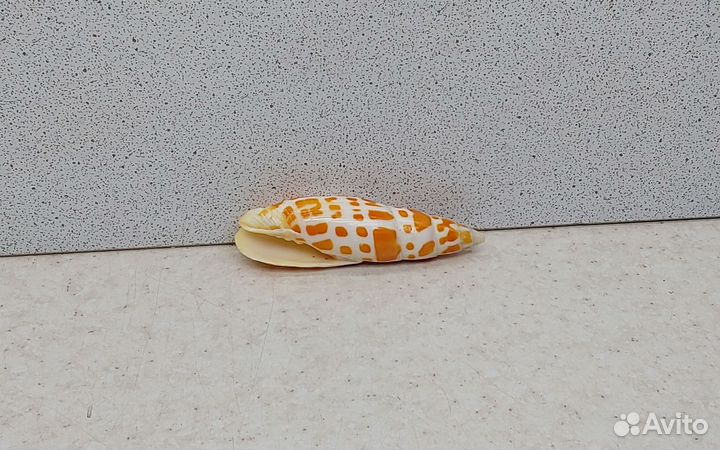 Митра Митра 6,30 морская ракушка раковина