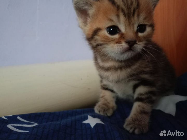 Котенок в добрые руки