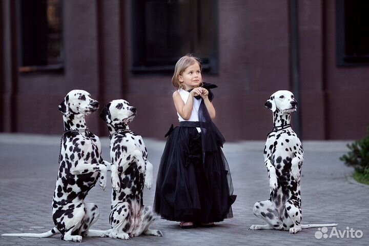Далматины/далматинец для фотосессий/фотосессия