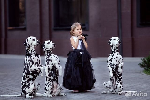 Далматины/далматинец для фотосессий/фотосессия