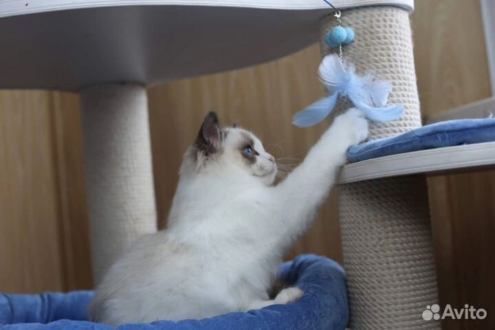 Hermes мальчик рэгдолл