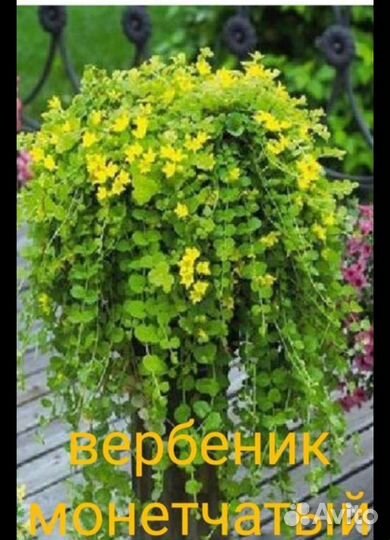 Ампельные декоративные растения