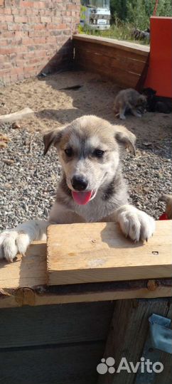 Отдам бесплатно щенки