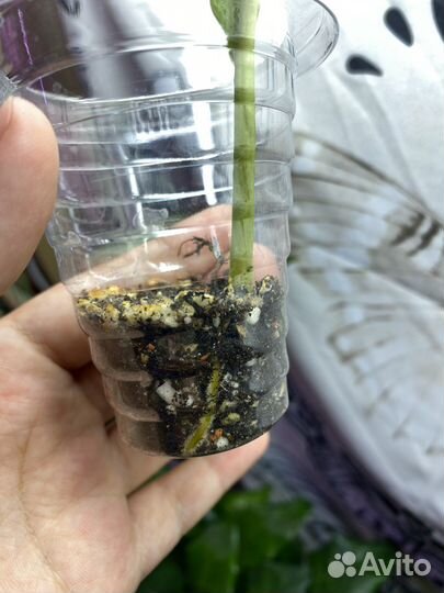 Филодендрон ринг оф файер