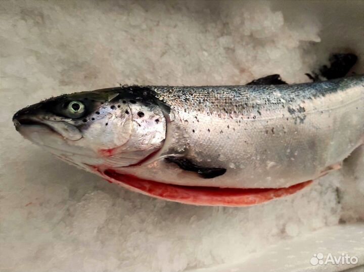 Семга охлажденная