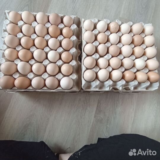 Домашние куриные яйца