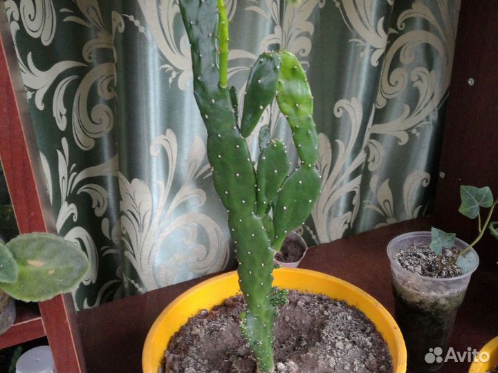 Цветущий кактус