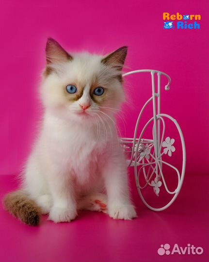 Рэгдолл (ragdoll) девочка от питомника