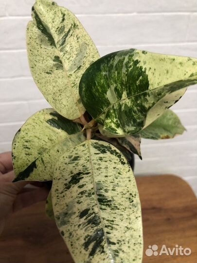 Фикус шривериана муншайн