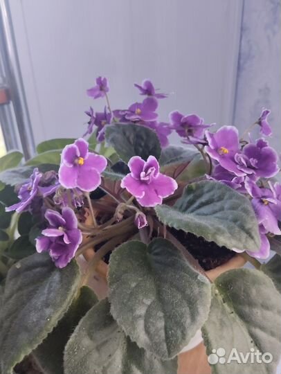 Комнатные цветы