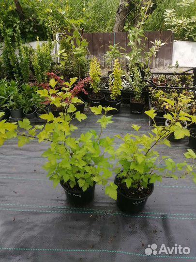 Пузыреплодник калинолистный