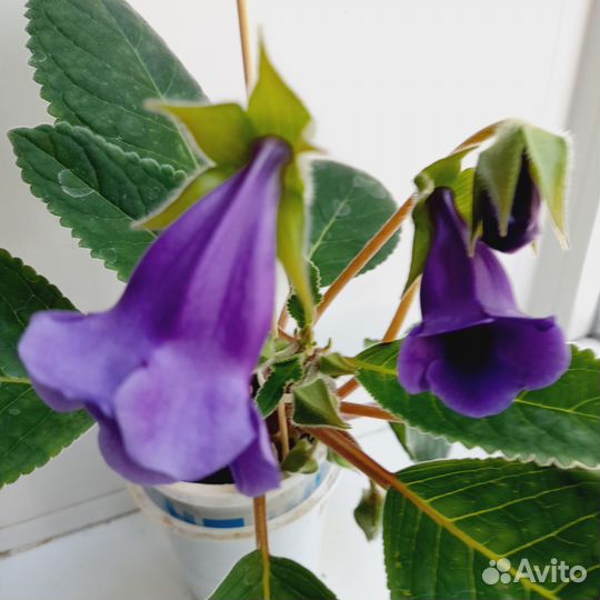 Глоксиния,тидея