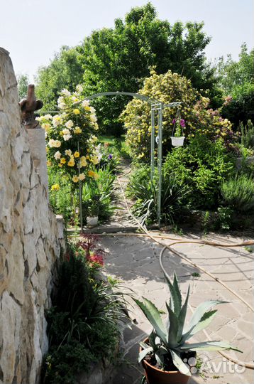 Агава голубая и полосатая