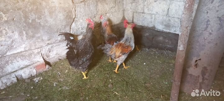 Петухи 5 мес
