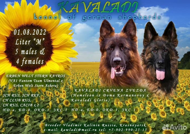 Вязка,немецкая овчарка)