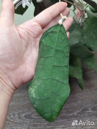 Хойи на срез