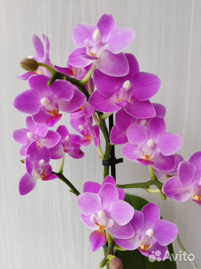 Орхидея ароматные: Ред Лион, Pink Flamingo, Монако