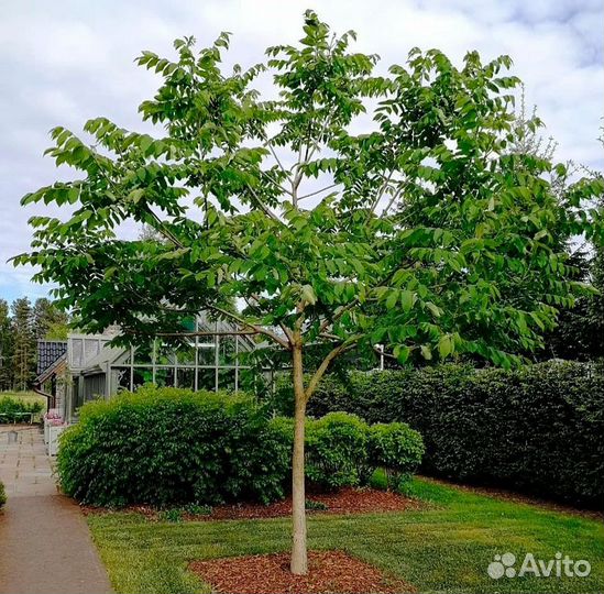 Орех манжурский