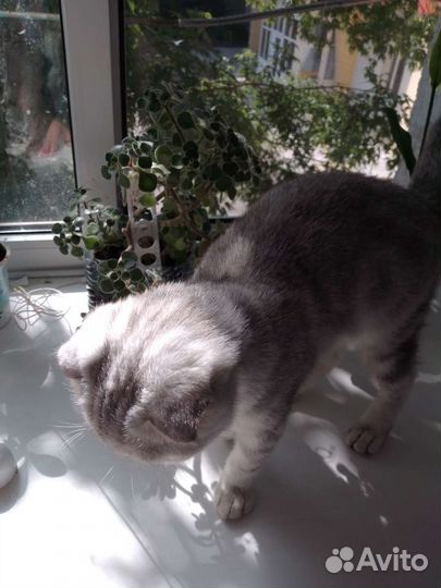 Шотландские вислоухие котята мраморные