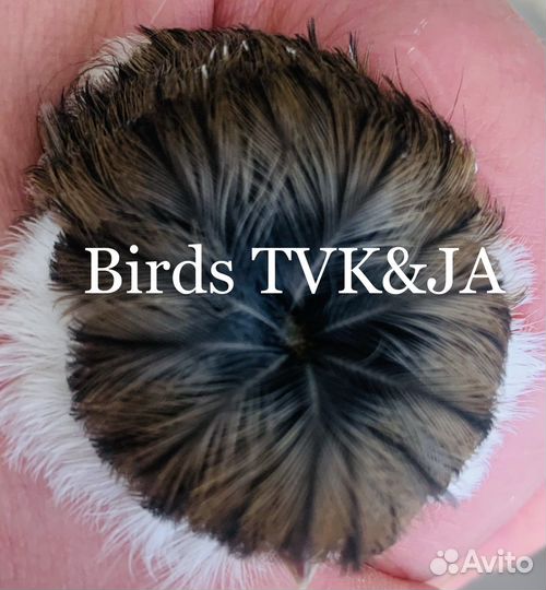 Кенара и канарейки царь канареек крест бред