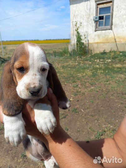 Бассет хаунд