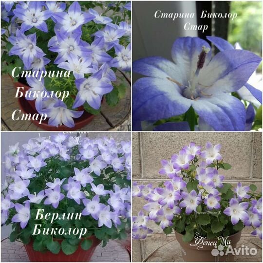 Кампанула (жених, невеста, любовник)