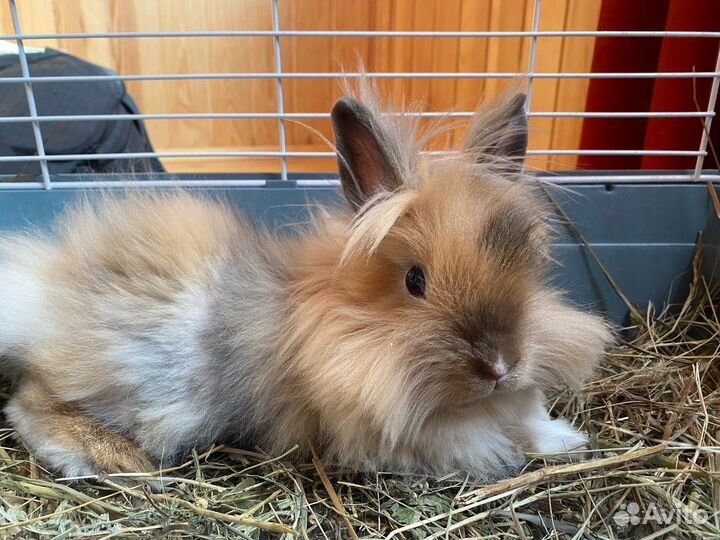 Карликовый кролик лисий