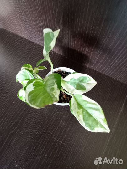 Сциндапсус энджой