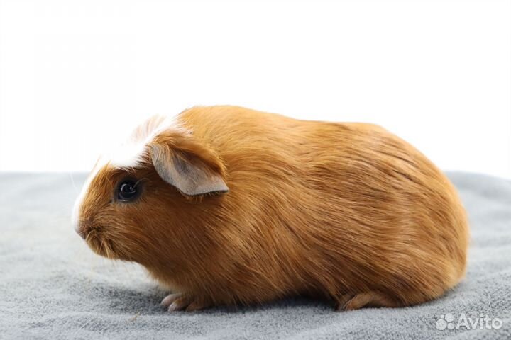 Морские свинки