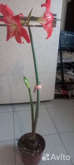 Гиппеаструм