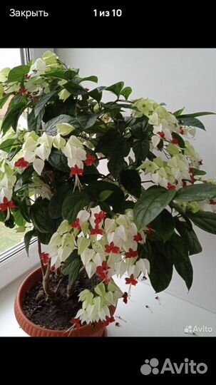 Клеродендрум томпсона