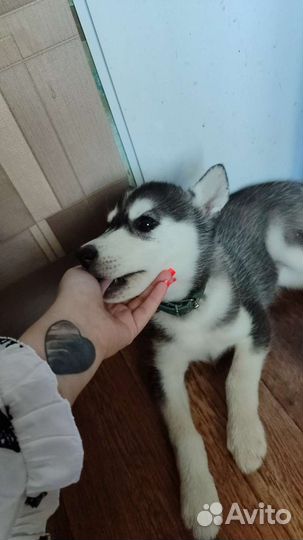 Собака
