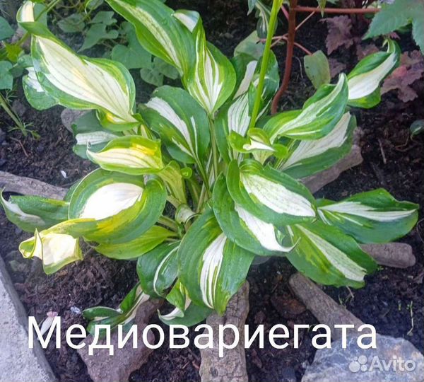 Хосты, гейхеры