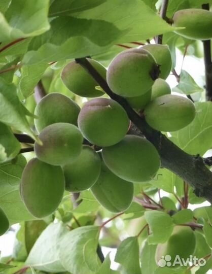 Кислые абрикосы