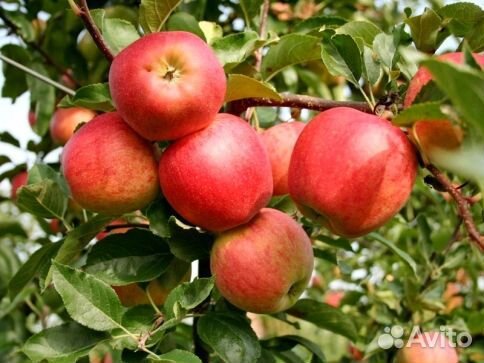 Саженцы яблони «Гала Маст»