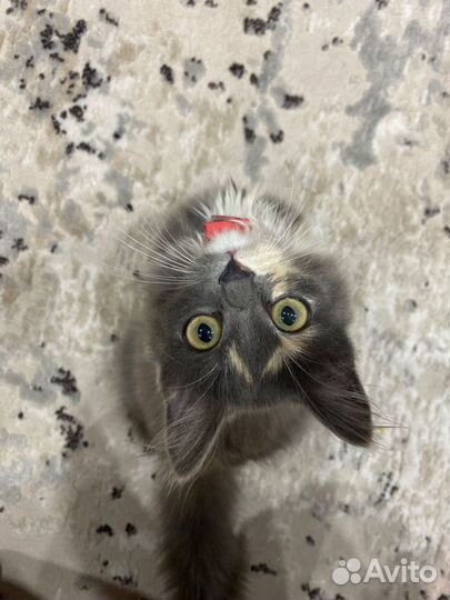 Кошечка девочка в добрые руки