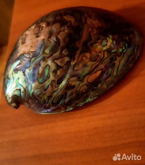 Натуральная перламутровая ракушка