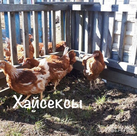 Суточные цыплята Леггорн несушки