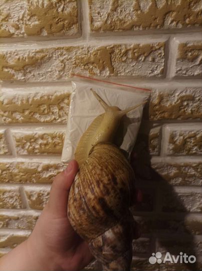 Кальцесмесь для улитки