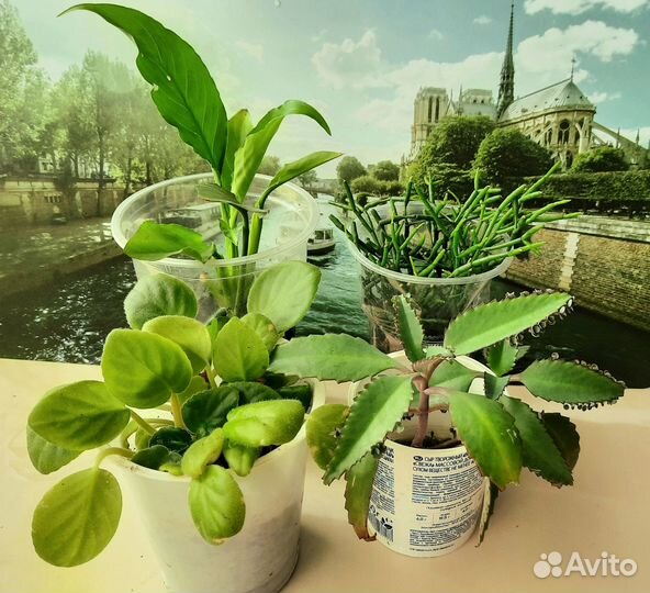 Замиокулькас хатиора каланхоэ лечебный фиалки