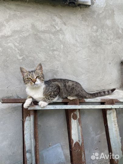 Кошечка в добрые руки